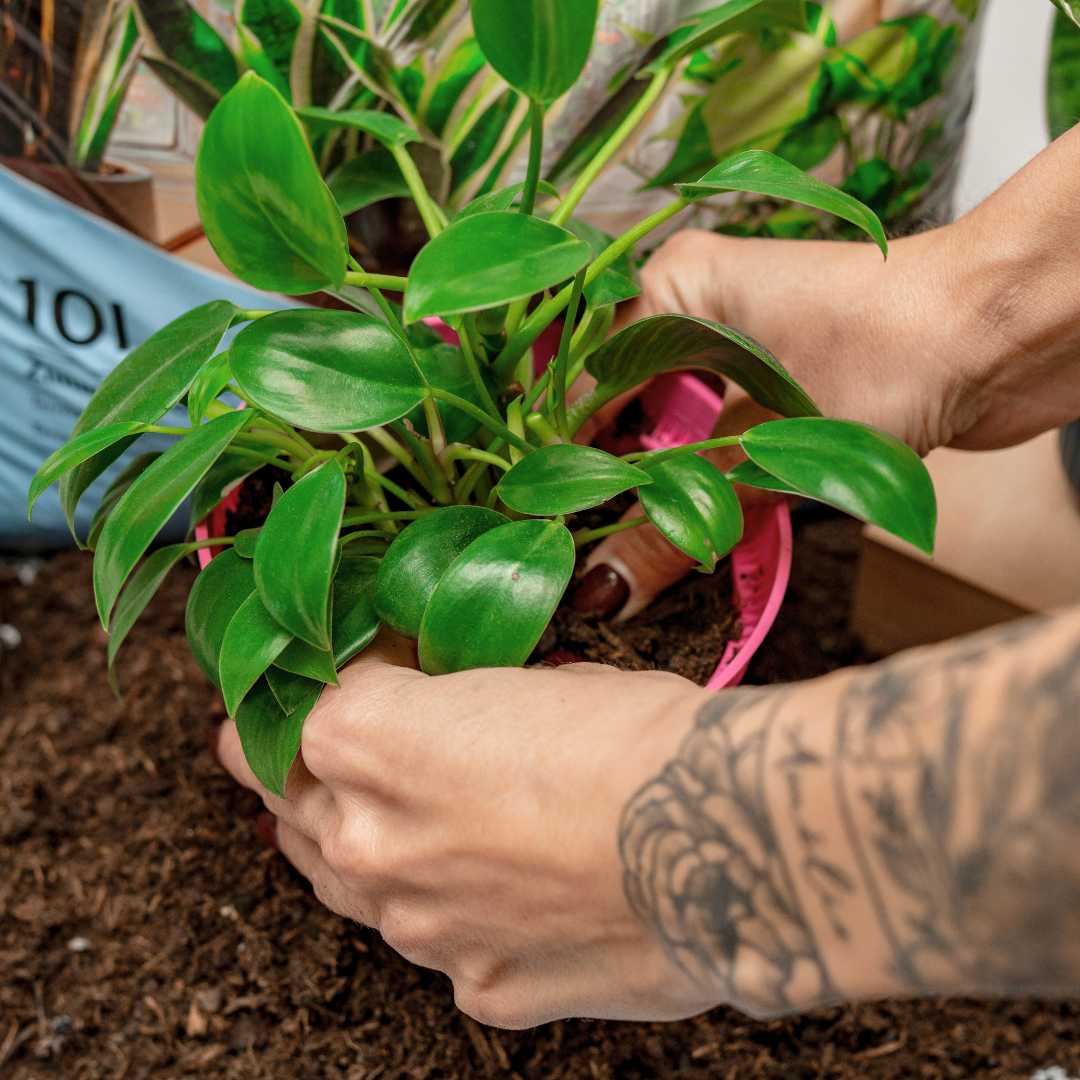 10l di terriccio per piante da appartamento