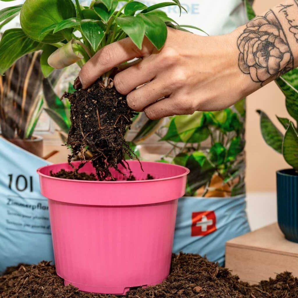 Engrais pour plantes d'intérieur Plantiful 250 g 