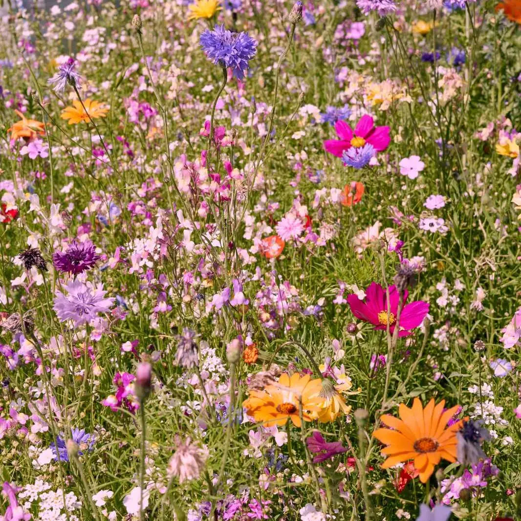 Prato fiorito "Bee Bar"