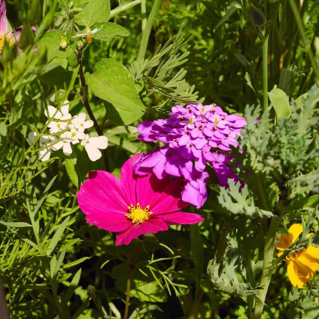 Prato fiorito "Bee Bar"