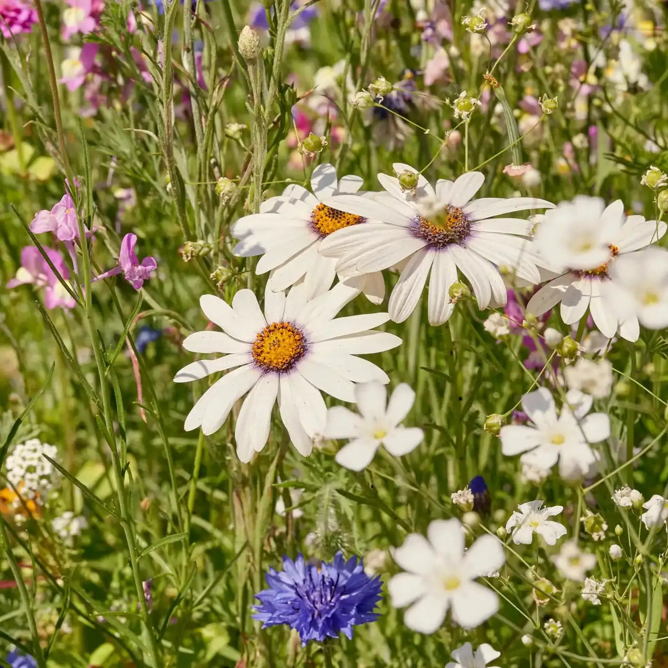 Prato fiorito "Magia floreale"