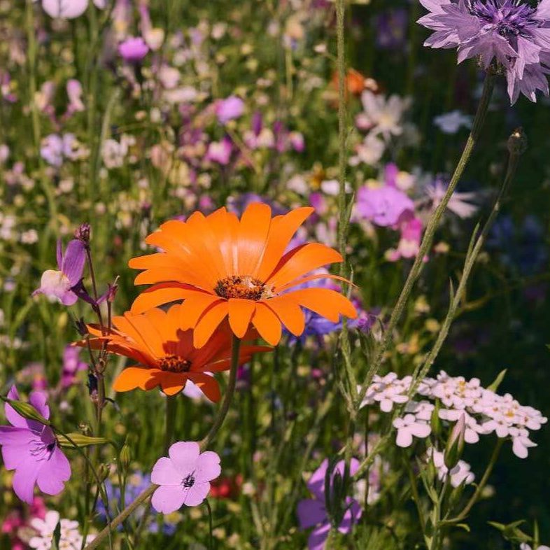 prairie fleurie « La prairie fleurie de grand-mère »