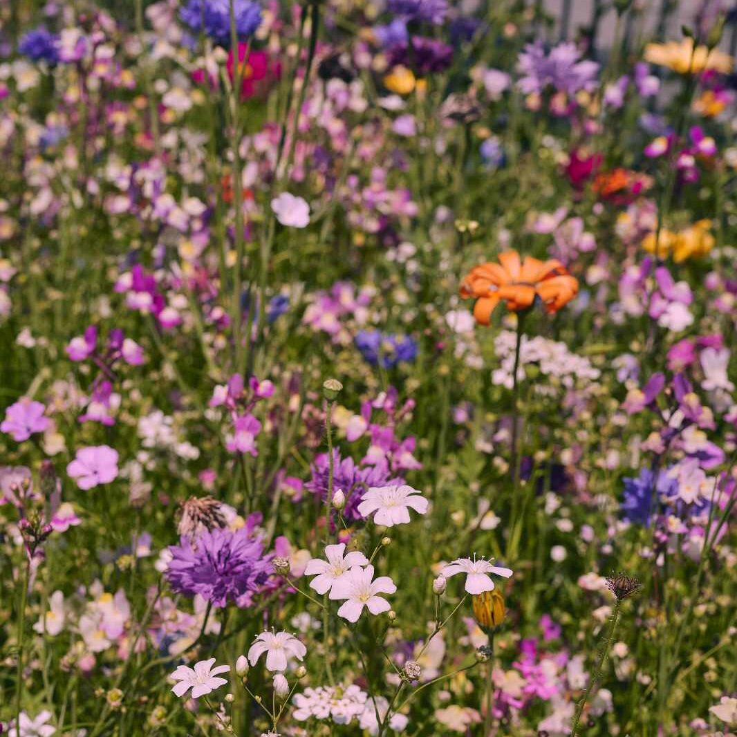 prairie fleurie « La prairie fleurie de grand-mère »