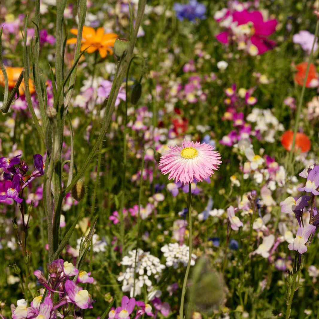 prairie fleurie « La prairie fleurie de grand-mère »
