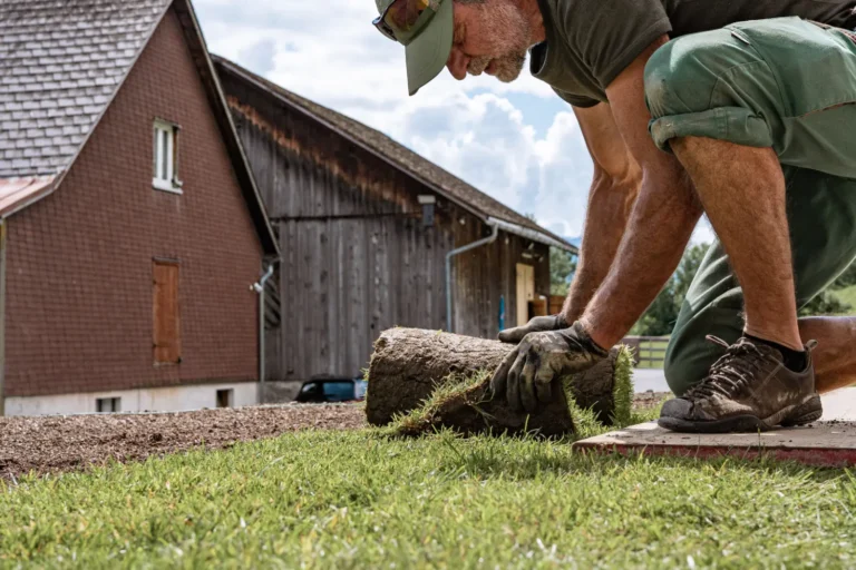 Semina di prato e tappeto erboso