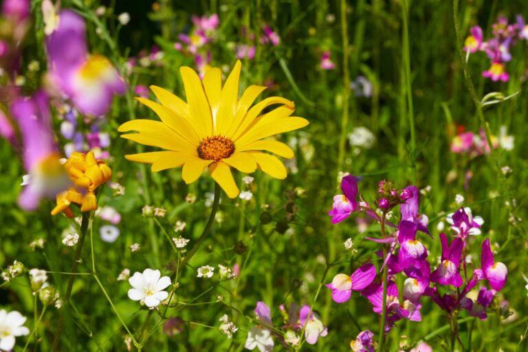 Seminare un prato di fiori di melata.