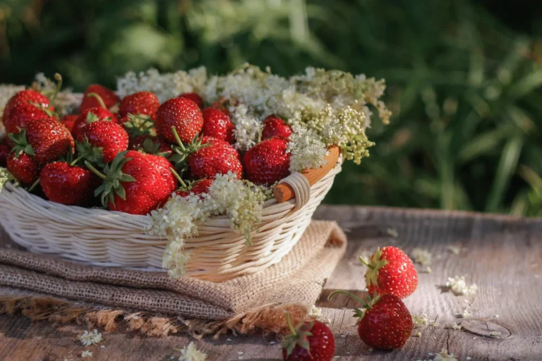 Piantare le fragole