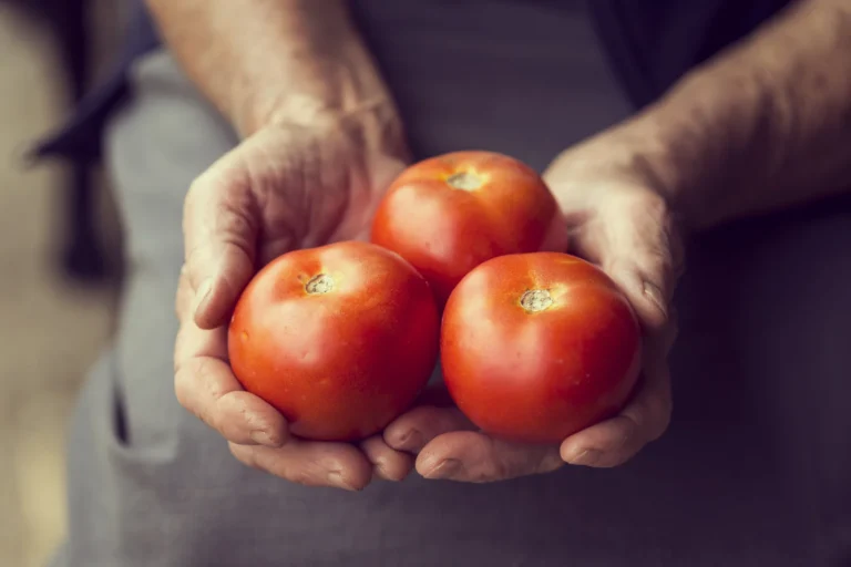 Piantare i pomodori