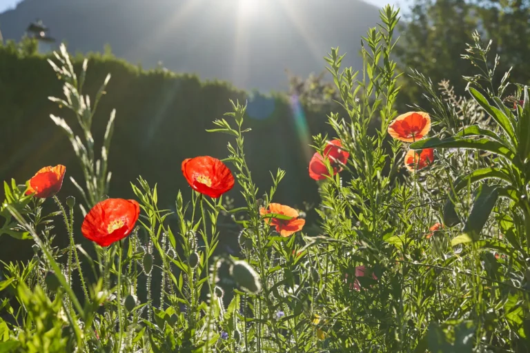 Seminare un prato di papaveri pieno