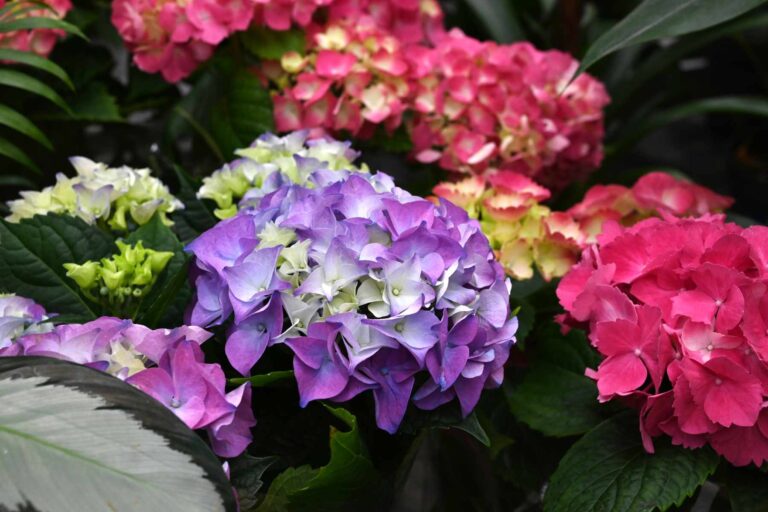 Banner di ortensie colorate, primo piano. Fiori di ortensia blu viola e rosa sul bancone di un negozio. Molti fiori di Hydrangea macrophylla, primo piano