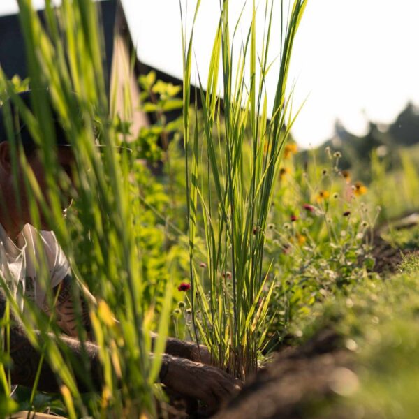 Gartenerde lose – Bild 3